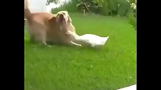 Una perra jugando besom un ganzo