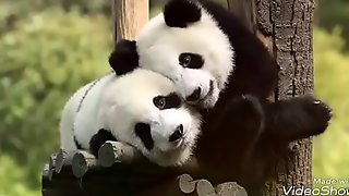 Panda - Edu Chociay